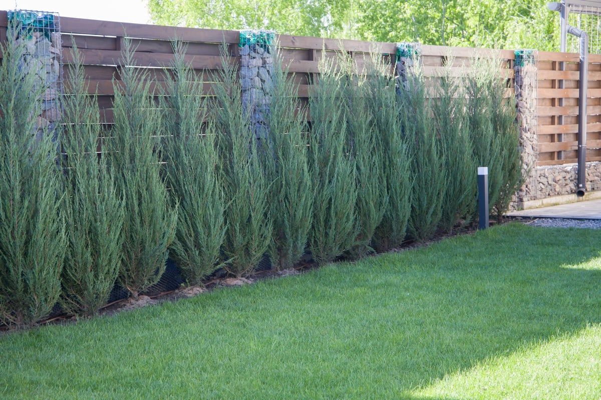 Fencing and landscaping