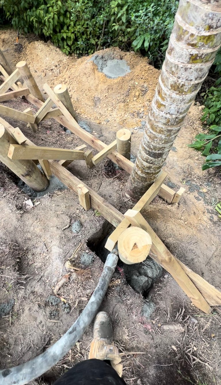 Wooden support structure around palm tree trunk with freshly cut branch and exposed roots in sandy soil